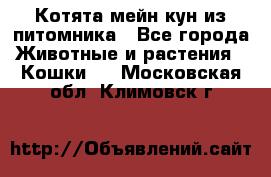 Котята мейн-кун из питомника - Все города Животные и растения » Кошки   . Московская обл.,Климовск г.